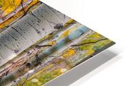 Aspen Trunks 1 HD Metal print