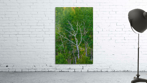 BRANCHING OUT Wall Preview