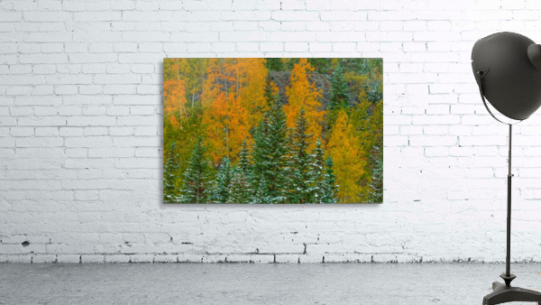 COLOR TRANSITION Wall Preview