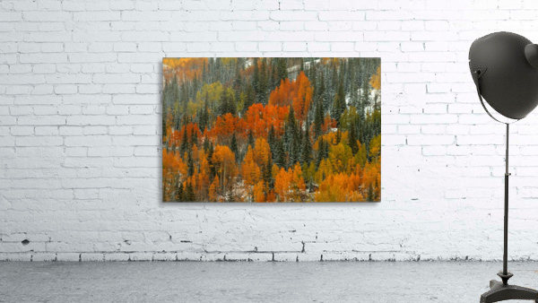 ORANGE FIRE Wall Preview