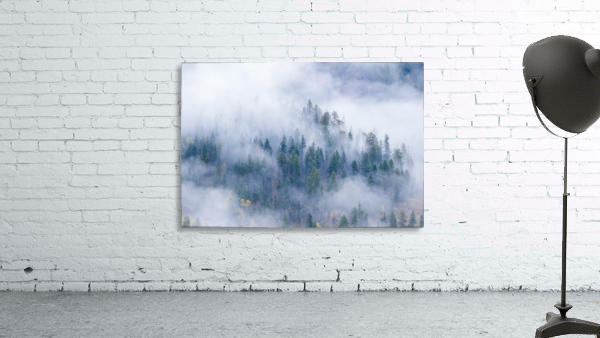 FOREST IN THE CLOUDS Wall Preview