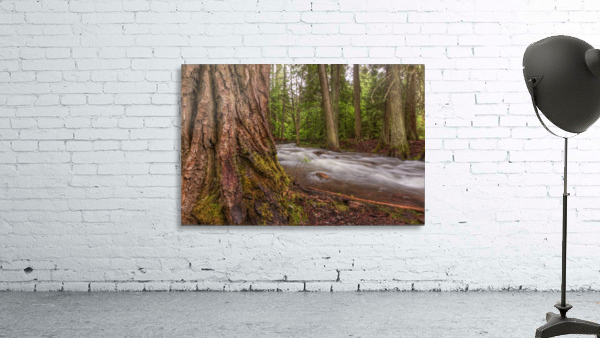 WOODSY Wall Preview