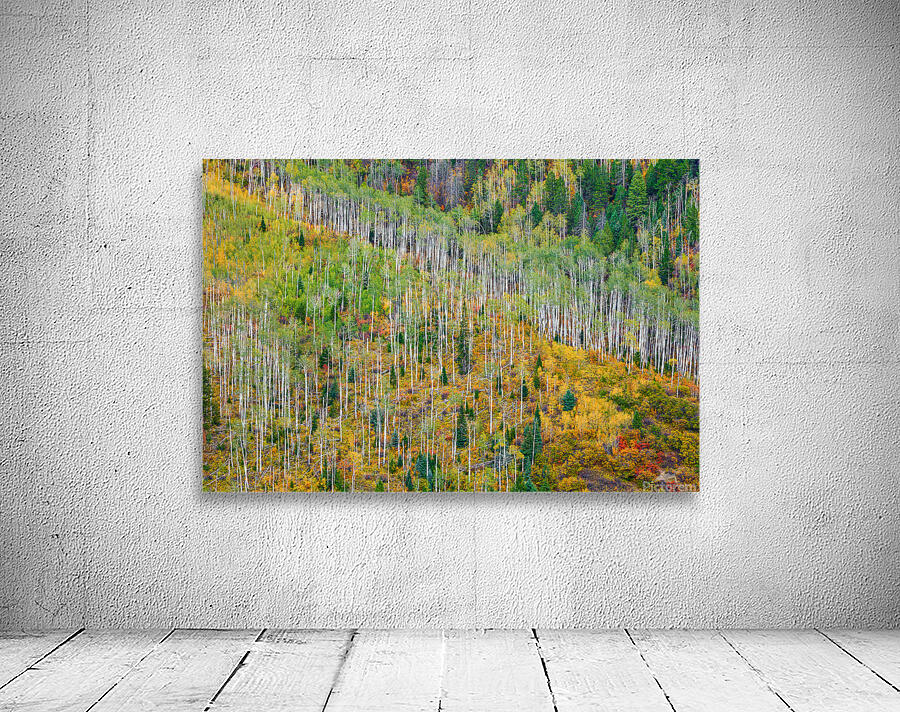 Aspen Forest Wall Preview