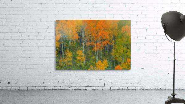 ABOUNDING COLOR  Wall Preview