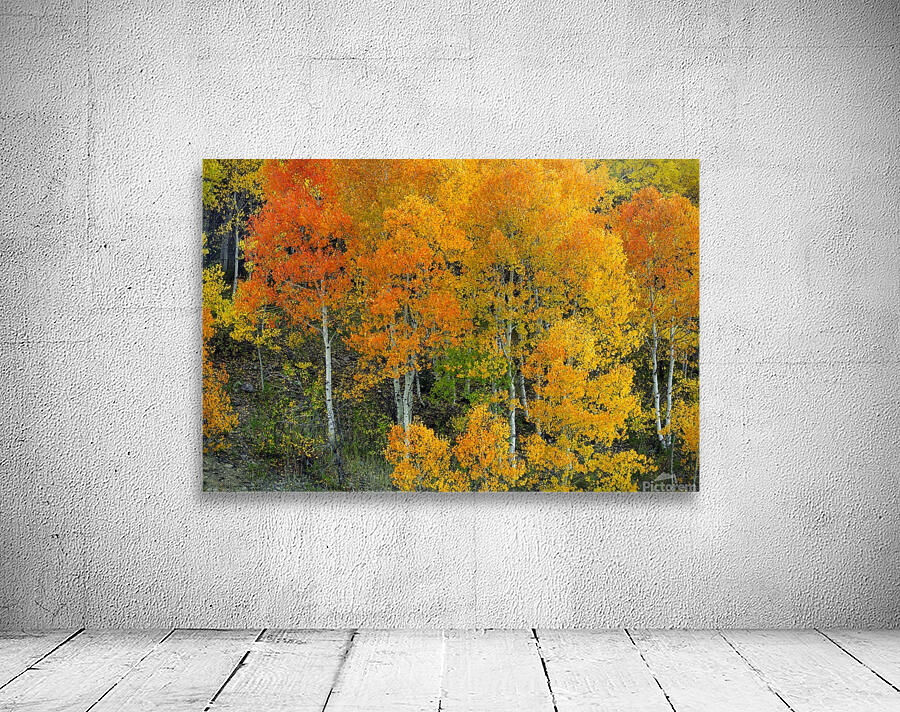 AUTUMN SERENITY  Wall Preview