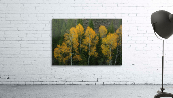 LIGHT IN THE DARKNESS  Wall Preview