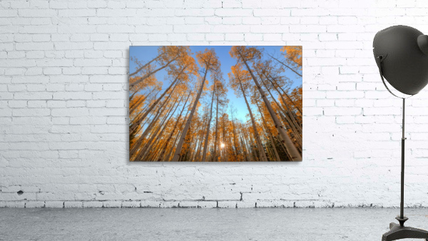 AUTUMN STARSHINE Wall Preview