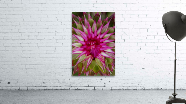 STARBURST Wall Preview