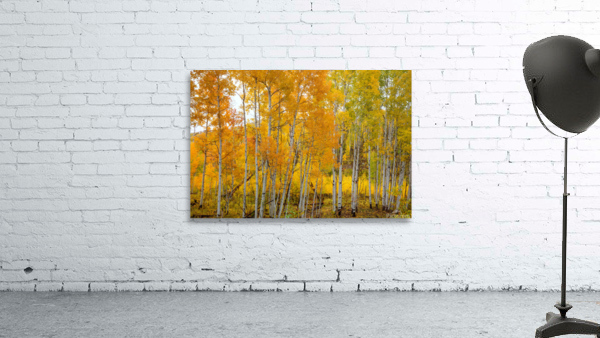 ASPEN GRACE Wall Preview