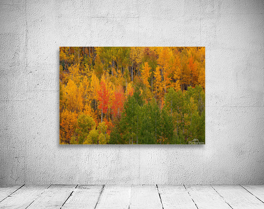 AUTUMN CONTRAST Wall Preview