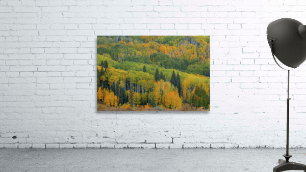 AUTUMN TRANSITION Wall Preview