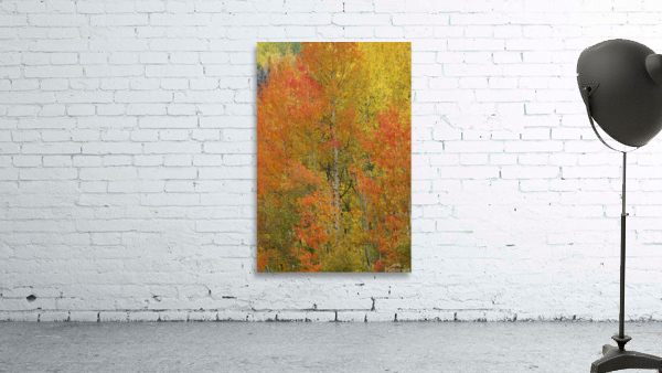 ORANGE FIRE Wall Preview