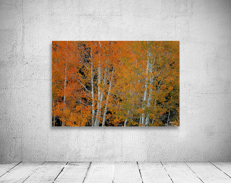 RED ORANGE DELIGHT 2 Wall Preview