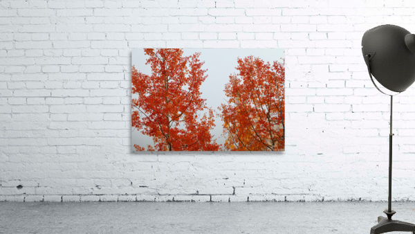 RED ORANGE TRANSFORMATION 2 Wall Preview