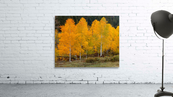 Vivid Aspens 2 Wall Preview