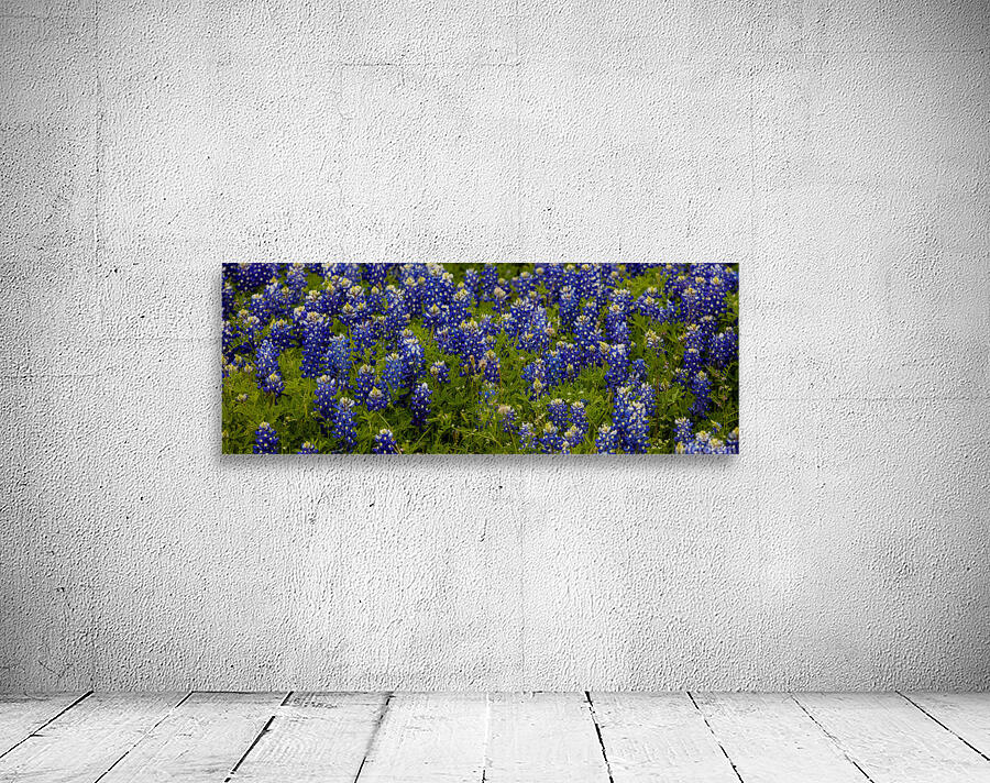 Bluebonnets   Pano Wall Preview