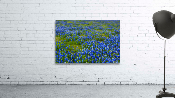 Bluebonnet Meadow Wall Preview