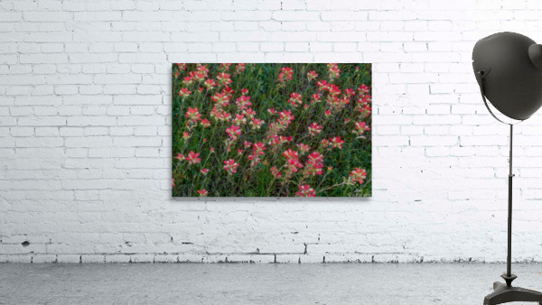 Indian Paintbrush Wall Preview