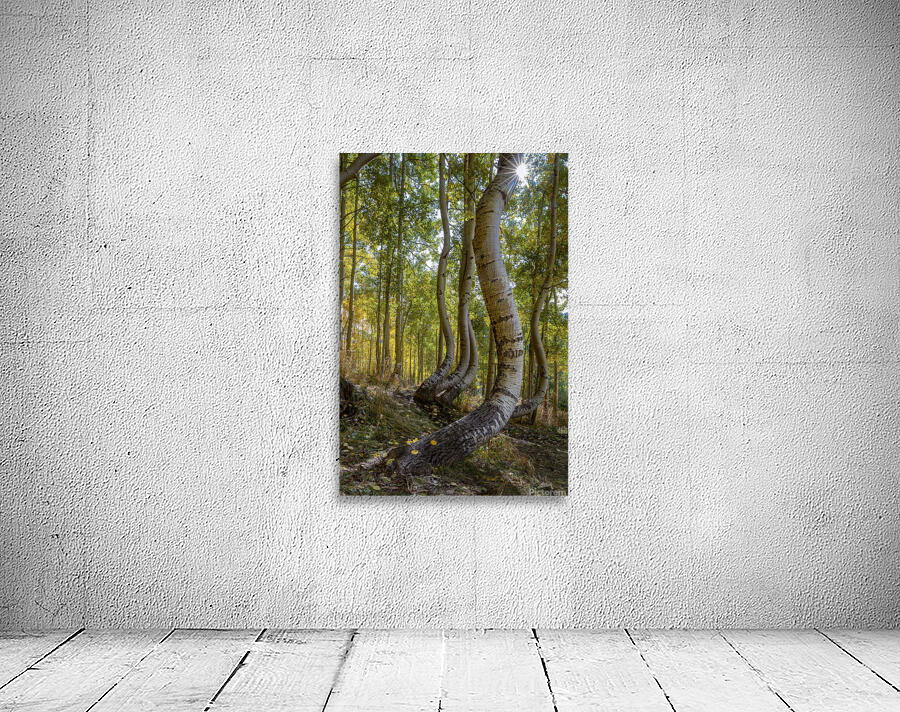 Dancing Aspen Trees Wall Preview