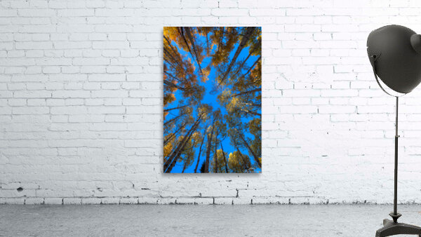 Fiery Aspens Wall Preview