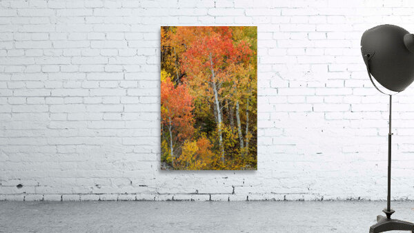 Red Orange Tree Wall Preview
