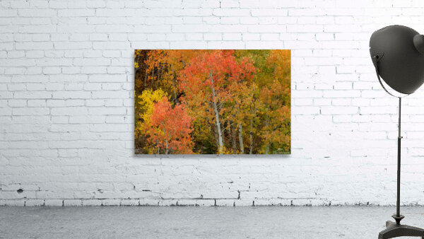 Red Orange Magic Wall Preview
