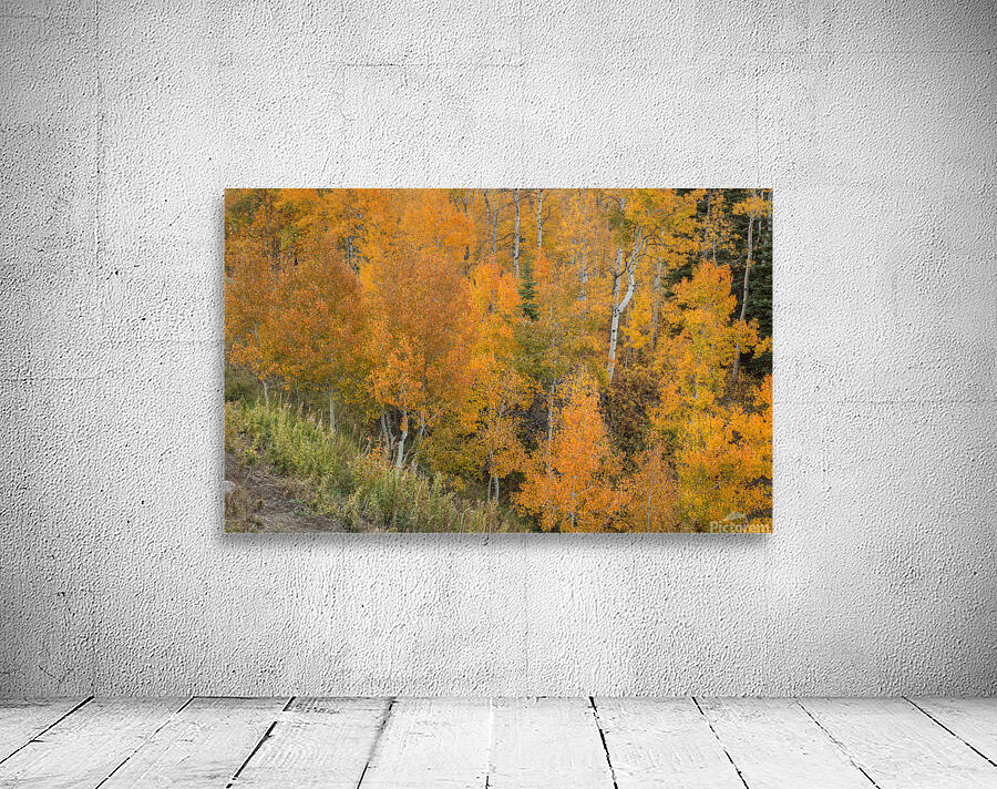 Sudden Color Wall Preview