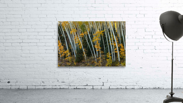 Willing To Bend Wall Preview