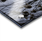 La Douceur Des Roseaux Acrylic print