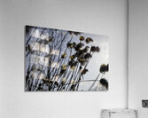 La Douceur Des Roseaux Acrylic Print