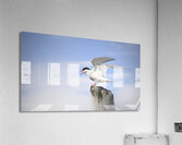 Sterne Arctique   Acrylic Print