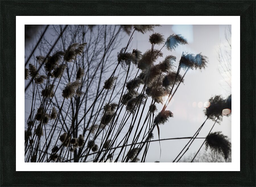La Douceur Des Roseaux Picture Frame print