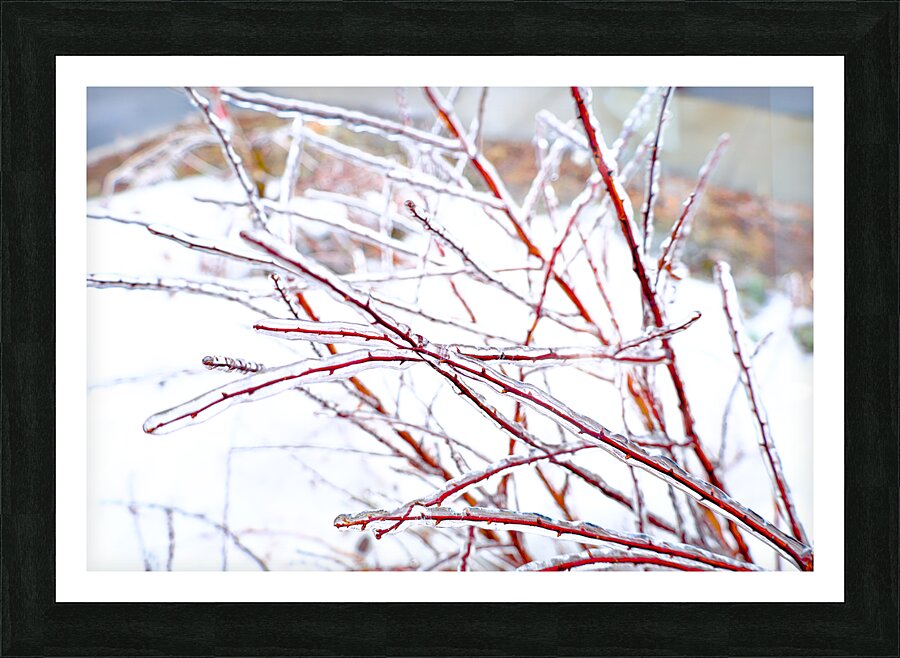 Cerne Picture Frame print