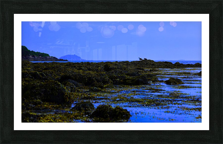 Blue Harpswell   Picture Frame print