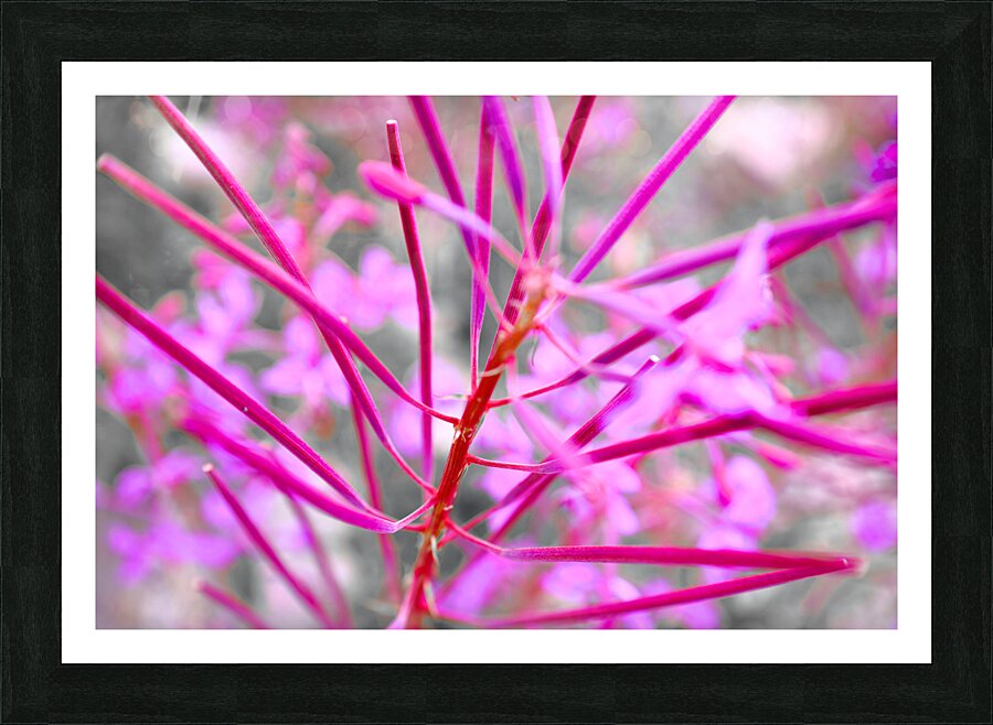 Flore Alpine Picture Frame print