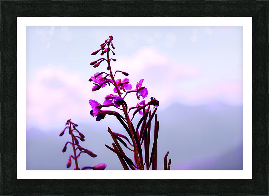 Epilobium   Picture Frame print