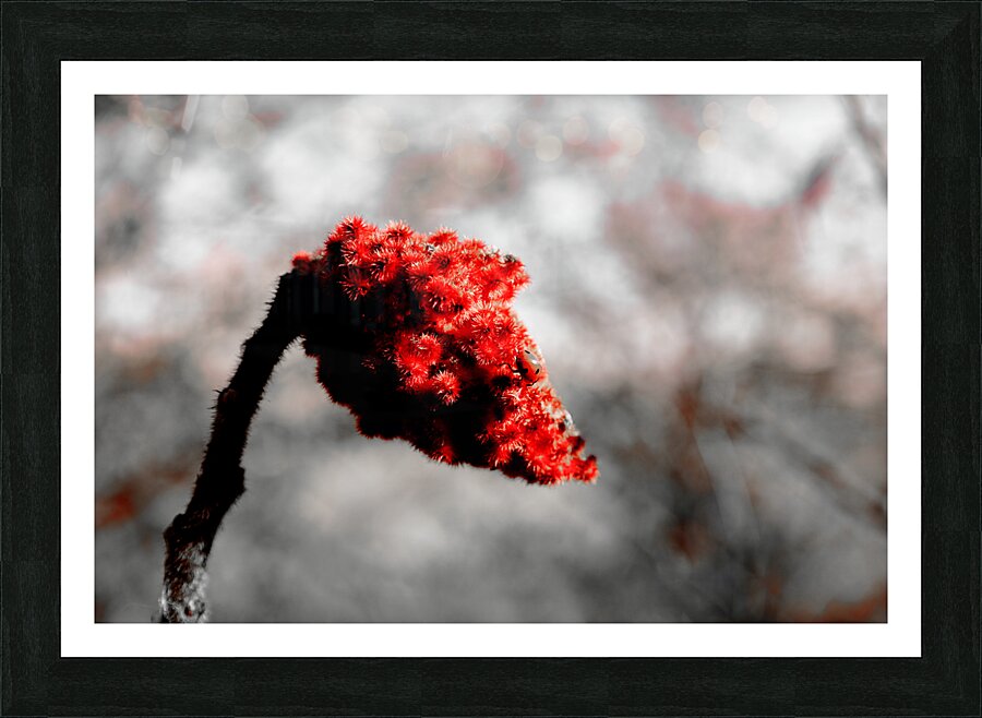Cache cache avec une Coccinelle Picture Frame print