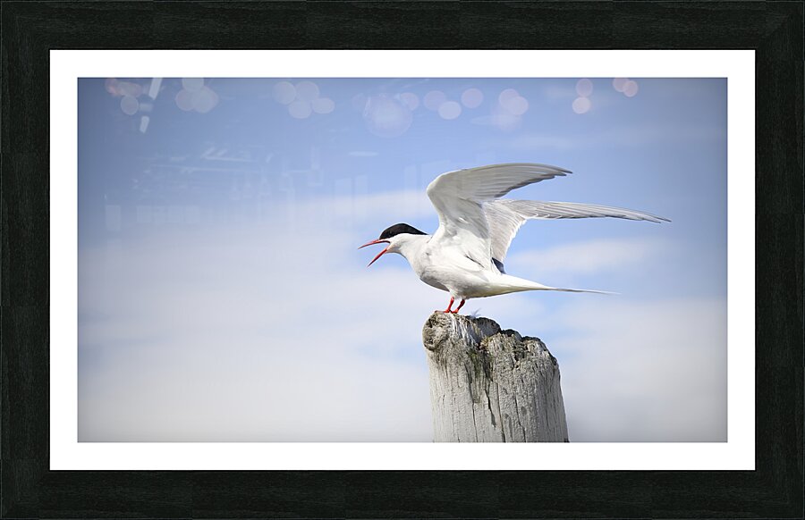 Sterne Arctique   Picture Frame print