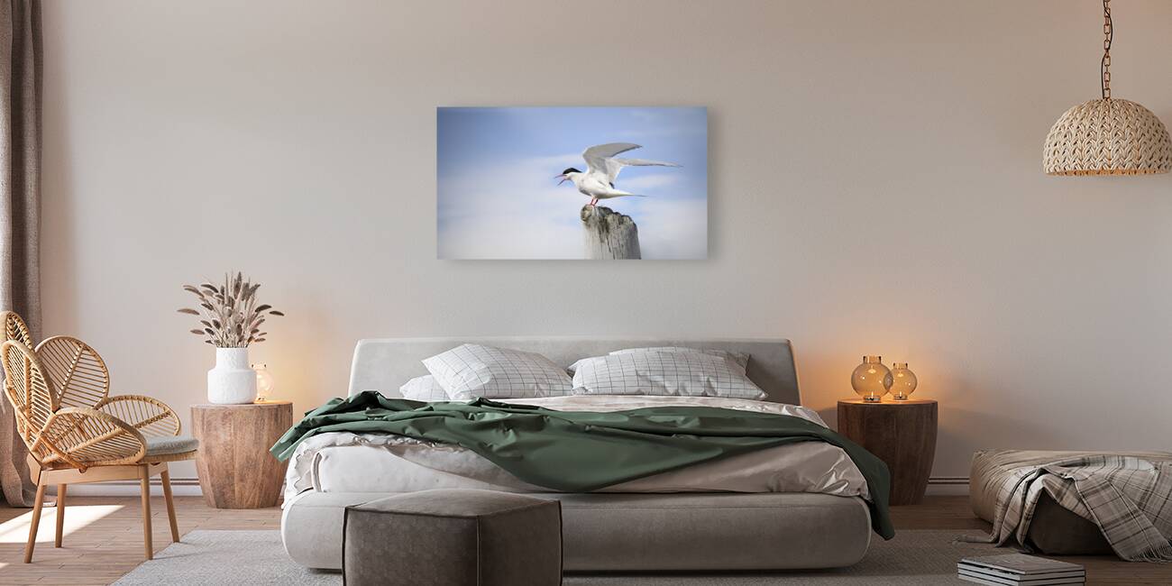 Sterne Arctique   Reproduction