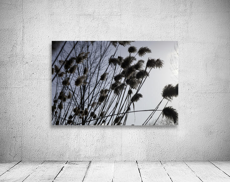 La Douceur Des Roseaux Wall Preview