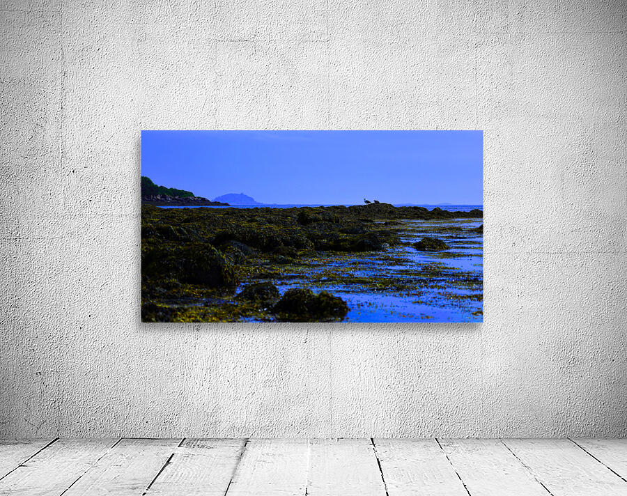 Blue Harpswell   Wall Preview