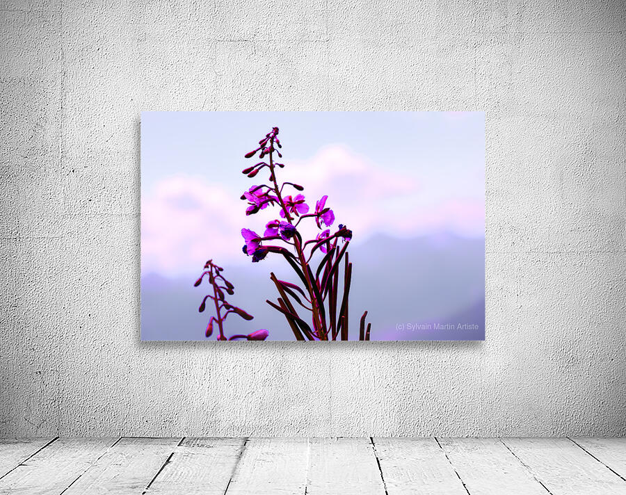 Epilobium   Wall Preview