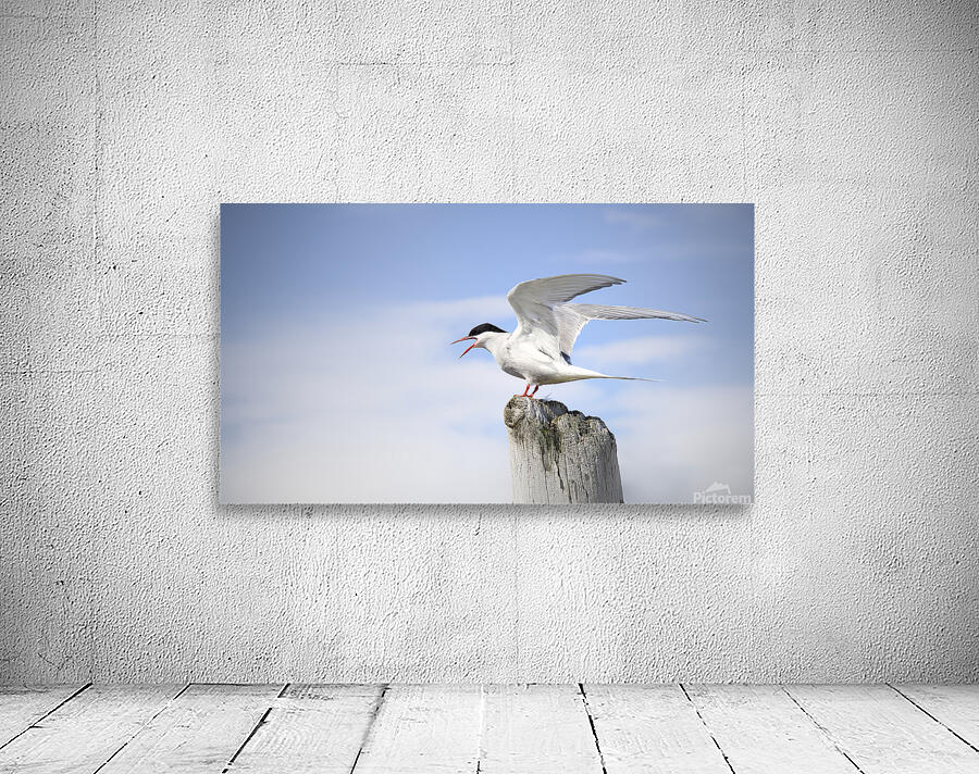 Sterne Arctique   Wall Preview