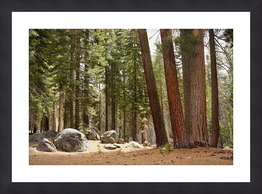 Redwoods Picture Frame print