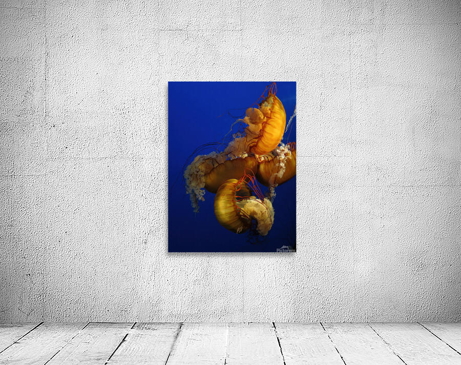 Meduses Wall Preview