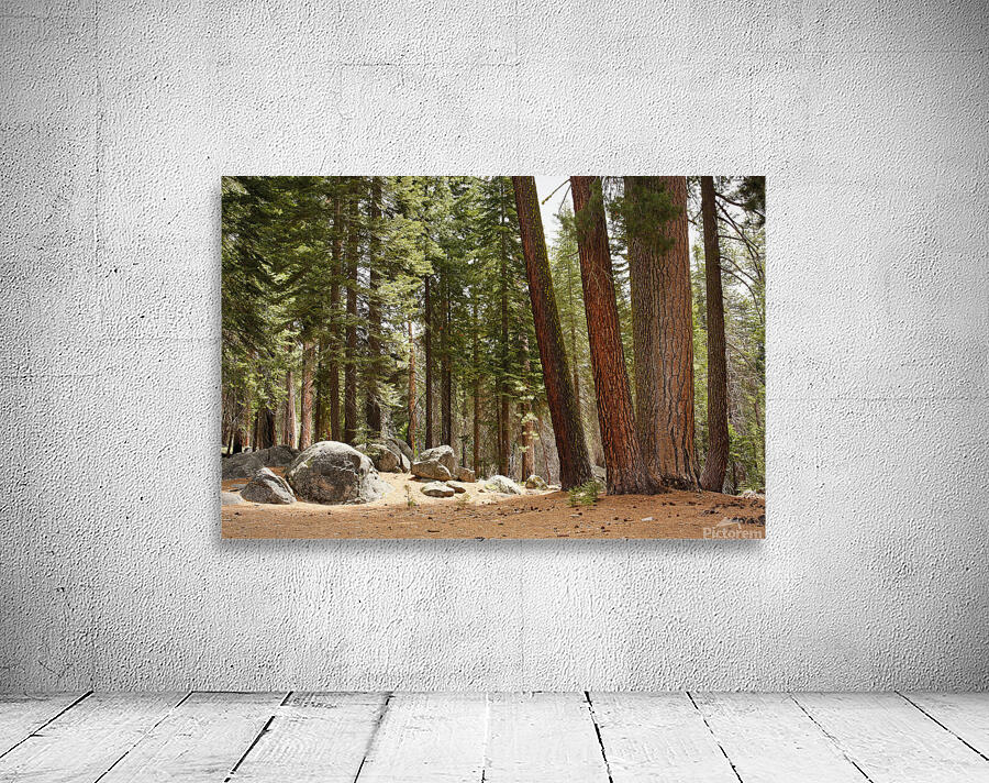 Redwoods Wall Preview