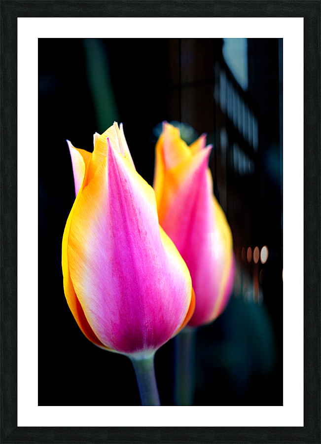 TWINNING TULIPS Picture Frame print