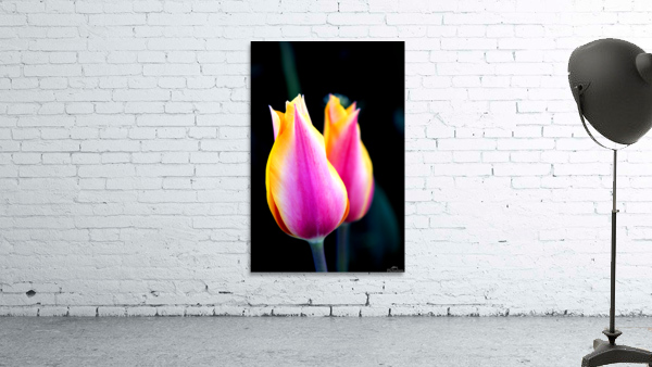 TWINNING TULIPS Wall Preview