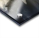 The girl and the eagle Acrylic print