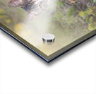 A little kitten is looking straight into your eye Acrylic print